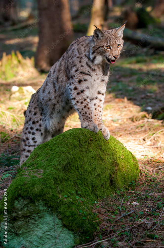 Young Eurasian lynx (Lynx lynx) walking in carpathian forrest, Slovakia Young Eurasian lynx (Lynx lynx) walking in carpathian forrest, Slovakia