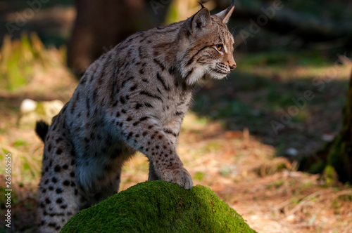 Young Eurasian lynx  Lynx lynx  walking in carpathian forrest  Slovakia