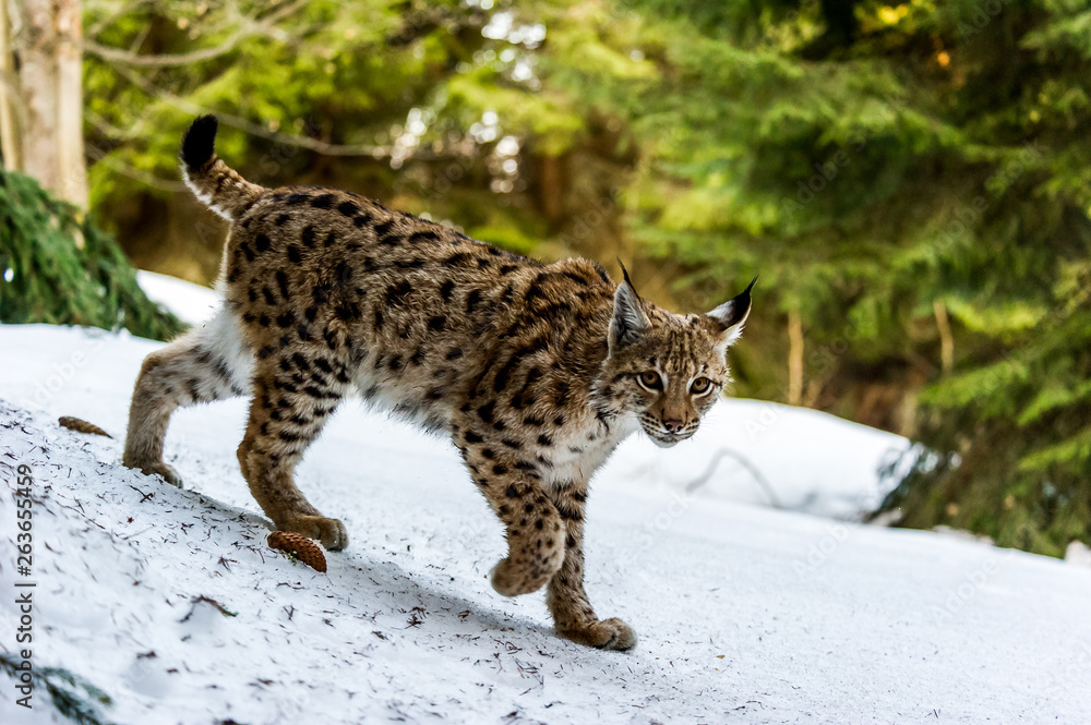 Eurasian lynx (Lynx lynx) in winter nature, Slovakia Eurasian lynx (Lynx lynx) in winter nature, Slovakia
