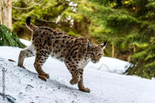 Eurasian lynx (Lynx lynx) in winter nature, Slovakia