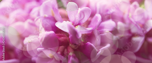 Spring branch with clammy locust (Robinia Viscosa) flowers. Blooming pink acacia bunch with rain drops close up. Macro abstract soft floral background