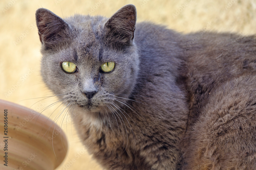 Chat gris dans la rue.