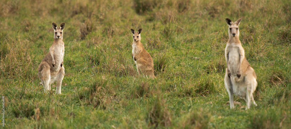 Kangaroos in the countryside Kangaroos in the countryside