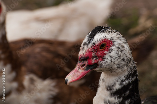 Black white duck with a red beak in the yard.Domestic animal