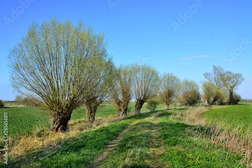 Obraz piękny wiosenny krajobraz, drzewa
