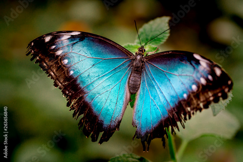 close up blue morpho butterfly against green background