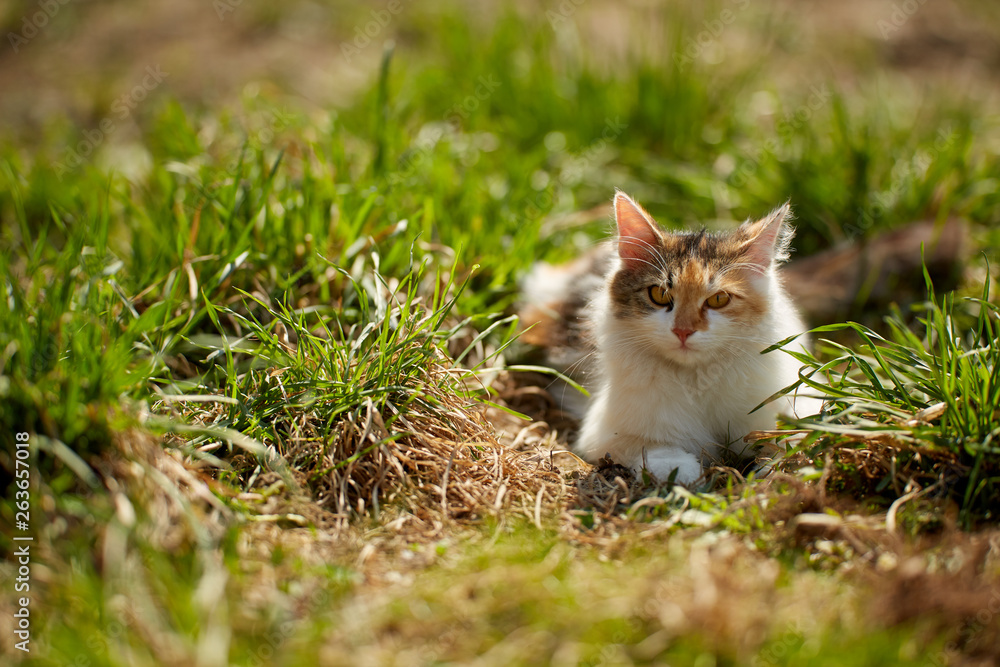 Norwegian forest cat in the grass