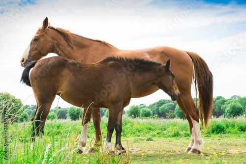 two brown horses in meadow  blue sky