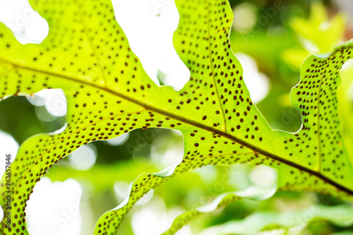 Shiny green leaves texture background