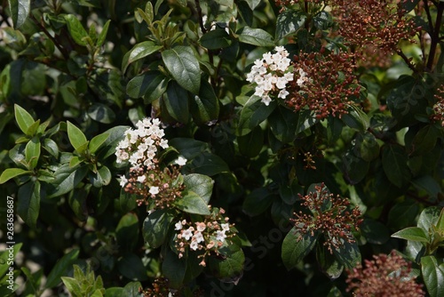 Raphiolepis umbellata (Yeddo hawthorn) photo