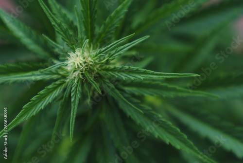 closeup of green cannabis leaf