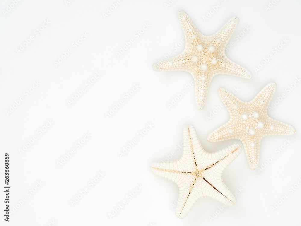 Starfish on a white background Starfish on a white background