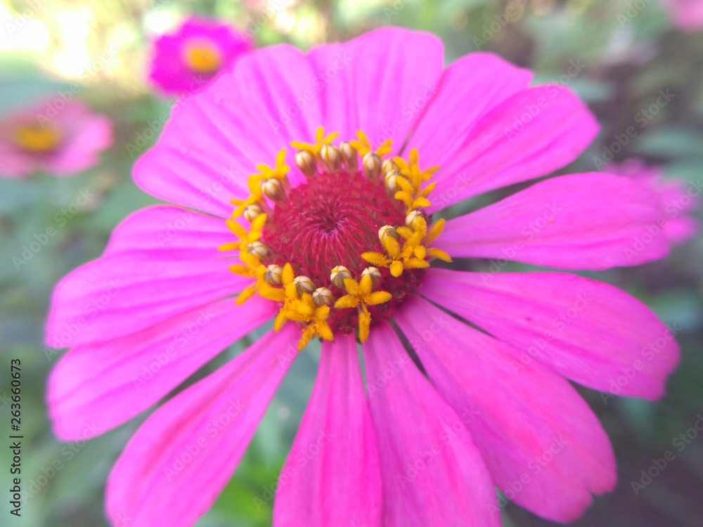 Obraz premium Close up nature of pink flower in garden at summer.Natural pink flower using as a background or wallpaper