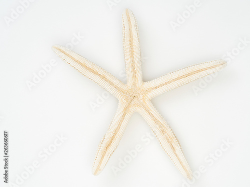 Starfish on a white background