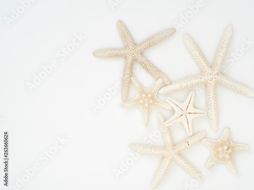 Starfish on a white background.