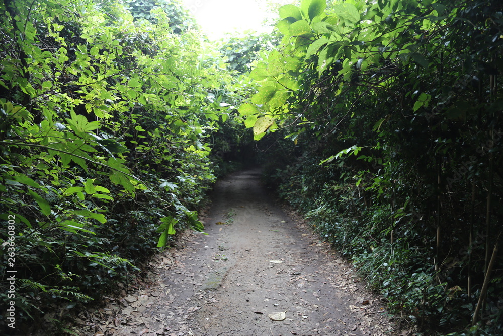 Obraz premium 神が森