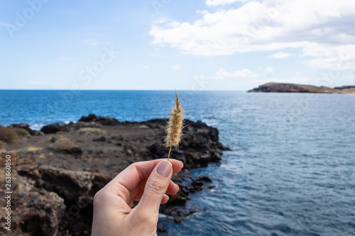Woman hand holding cat tail grass (pennisetum setaceum) with the blue ocean background, Tenerife, Canary Islands, Spain - Image