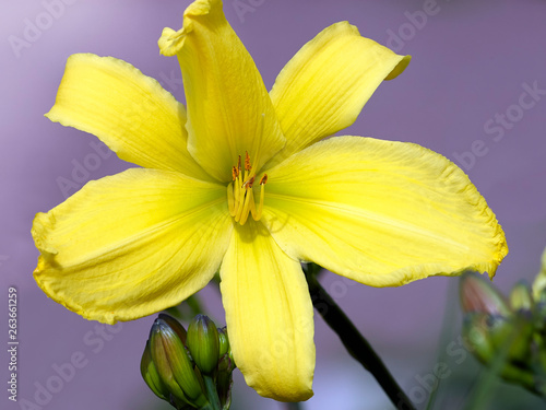Fototapeta Naklejka Na Ścianę i Meble -  Yellow lily
