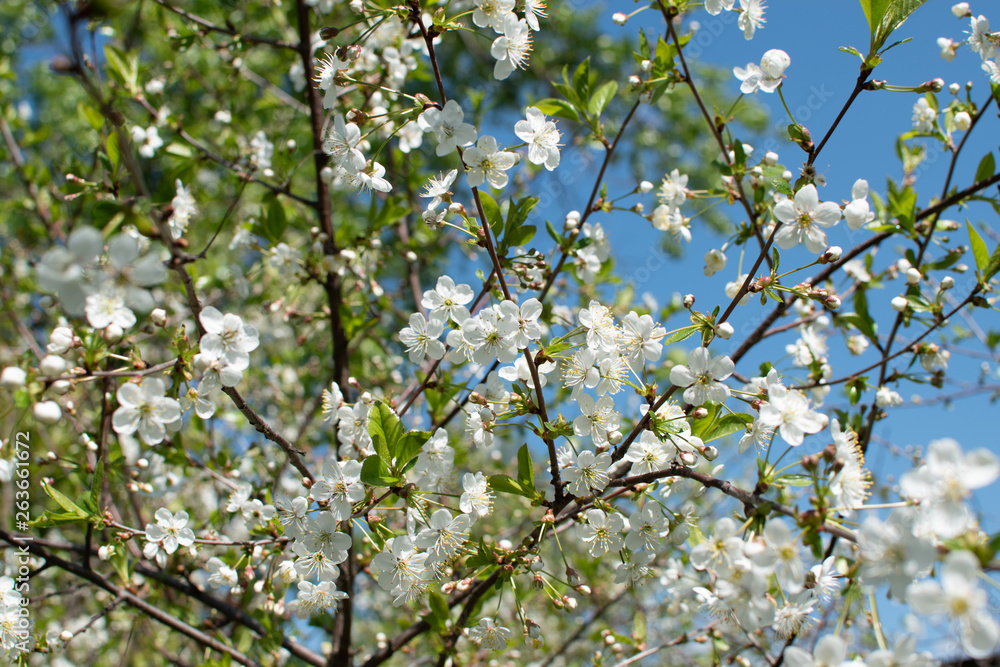 Branches of a blossoming apple tree in spring time against the background of blue sky. Branches of a blossoming apple tree in spring time against the background of blue sky.
