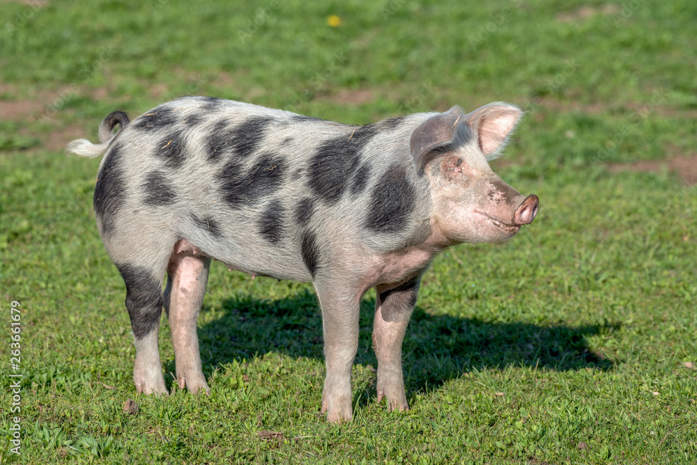 Cochon domestique Stock Photo | Adobe Stock