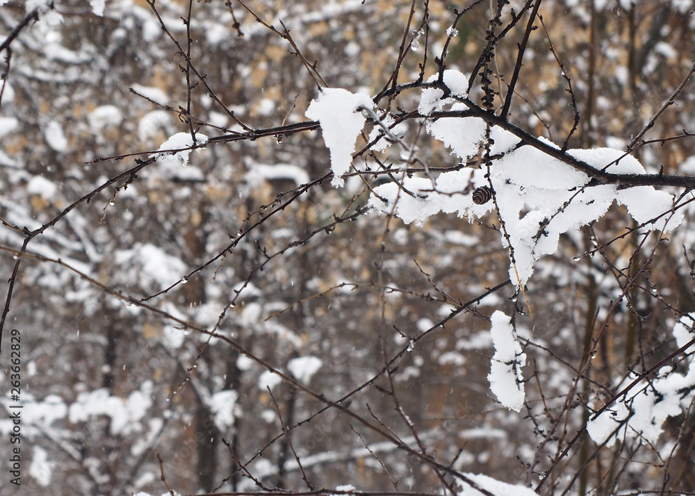 melting wet snow on tree branches in the forest in early spring, close up, selected focus