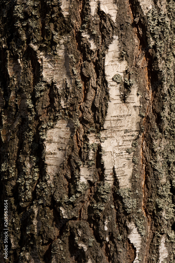 Bark of a tree macro. Close Up Bark of a deciduous tree Bark of a tree macro. Close Up Bark of a deciduous tree