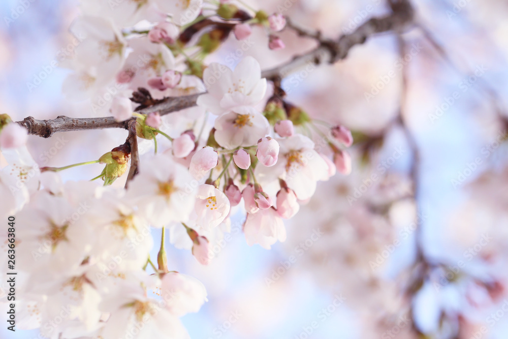 桜のつぼみ 桜のつぼみ