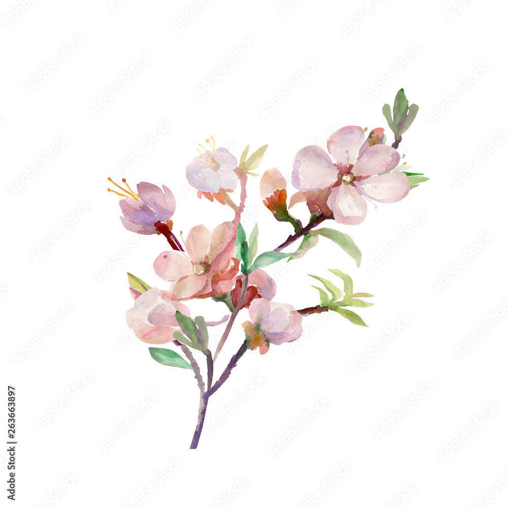 Watercolor spring tree branch. Watercolor spring tree branch.