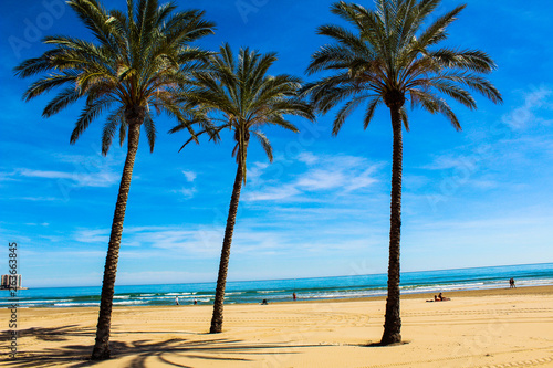 Palms of Cullera beach from Spain
