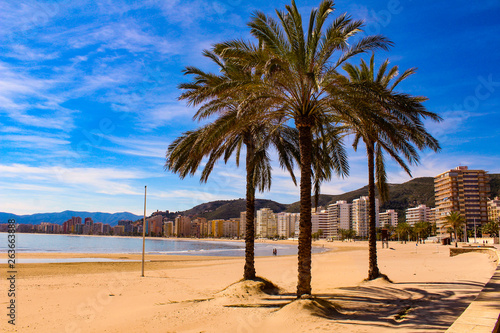 Palm trees on the beach from cullera-Spain
