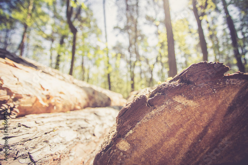 Forestry: fallen tree trunk in the wood, blurry background
