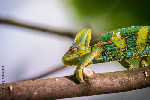 Chameleon in the zoo: Close-up picture of a chameleon climbing on a tree branch