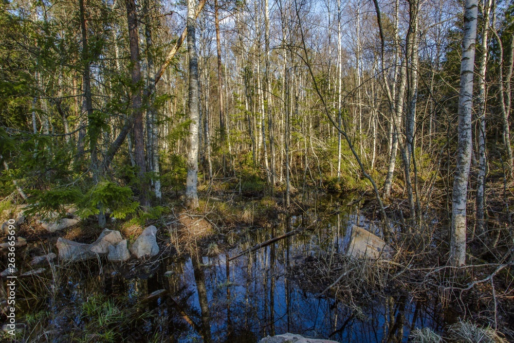 Beautiful wetland nature landscape. Trees reflection on water. Spring time in Sweden.