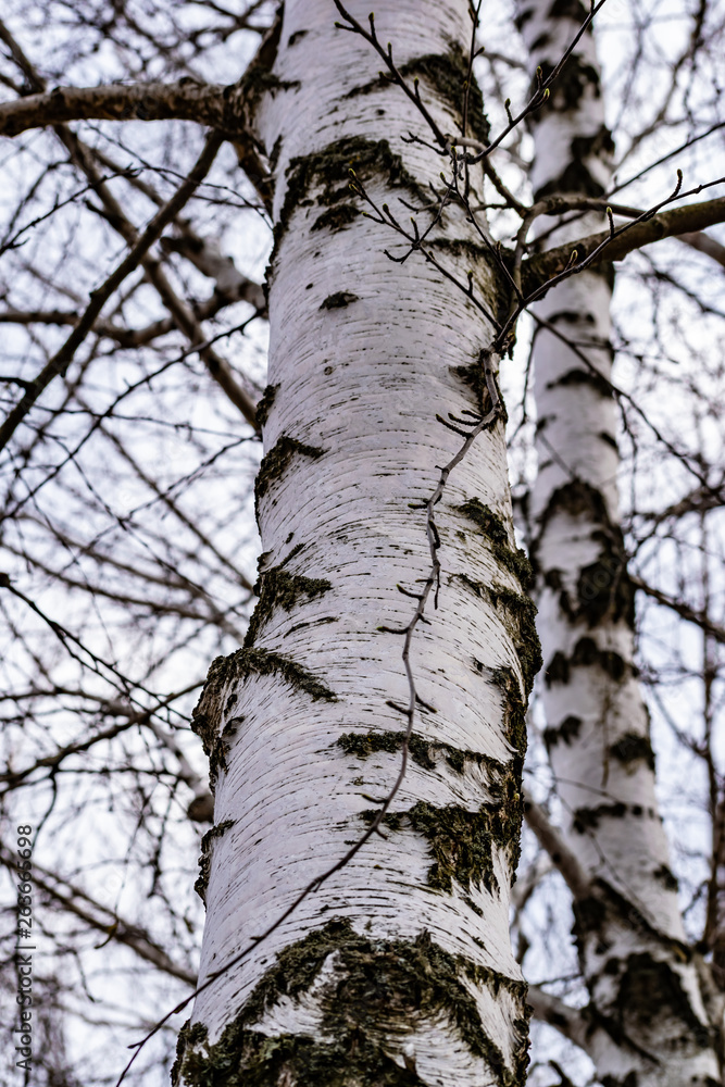 The trunks of a forest of birch trees with white bark and black spots. Tall birches, beautiful in the spring landscape in Rostov region, Russia. The trunks of a forest of birch trees with white bark and black spots. Tall birches, beautiful in the spring landscape in Rostov region, Russia.