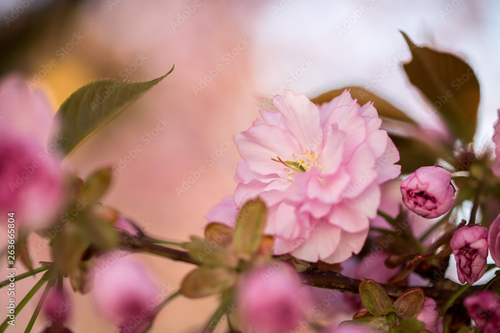 Springtime: Blooming tree with pink blossoms, beauty Springtime: Blooming tree with pink blossoms, beauty