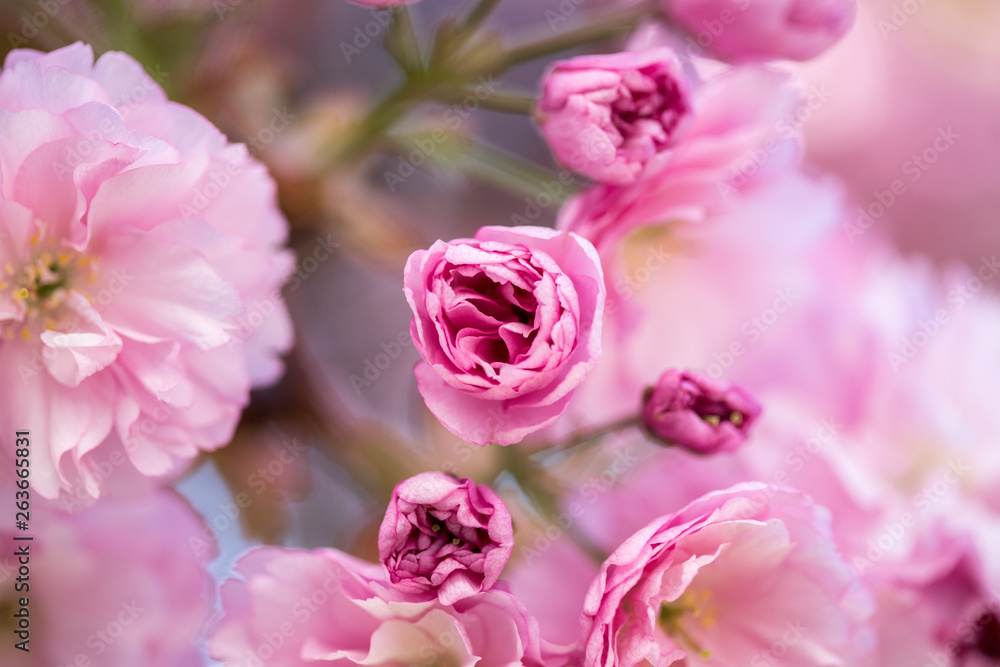 Springtime: Blooming tree with pink blossoms, beauty Springtime: Blooming tree with pink blossoms, beauty