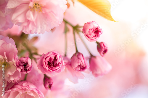 Springtime: Blooming tree with pink blossoms, beauty