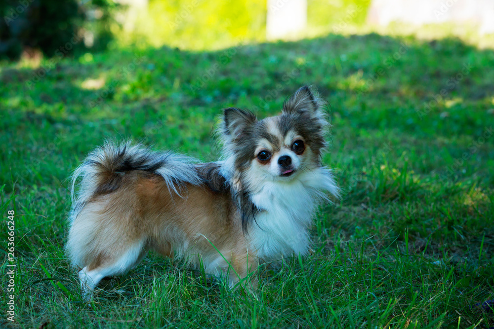 Dog breed Chihuahua