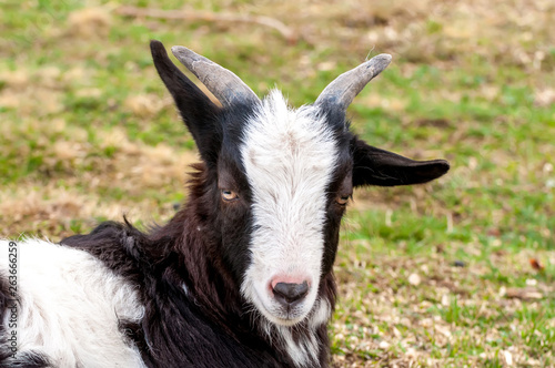 View on a goat lying on the field