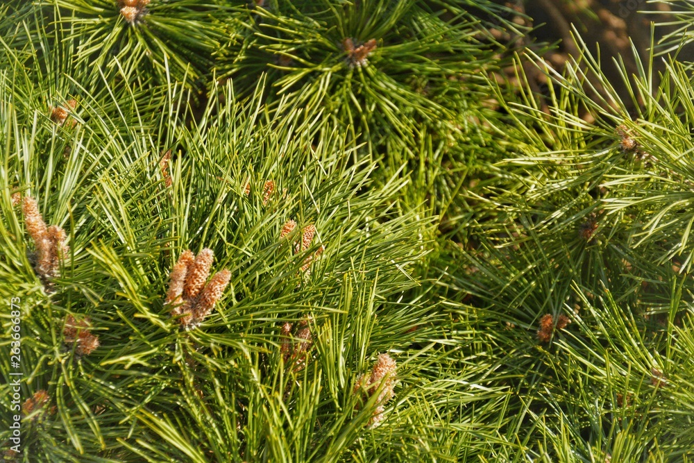 fresh young green pine needles fresh young green pine needles