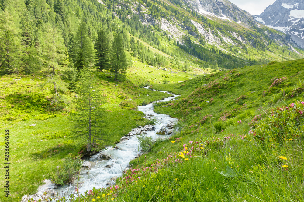 Gebirgsbach im Frühsommer in den Alpen