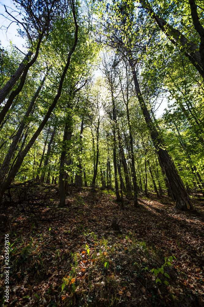 Obraz premium green forest in spring time 