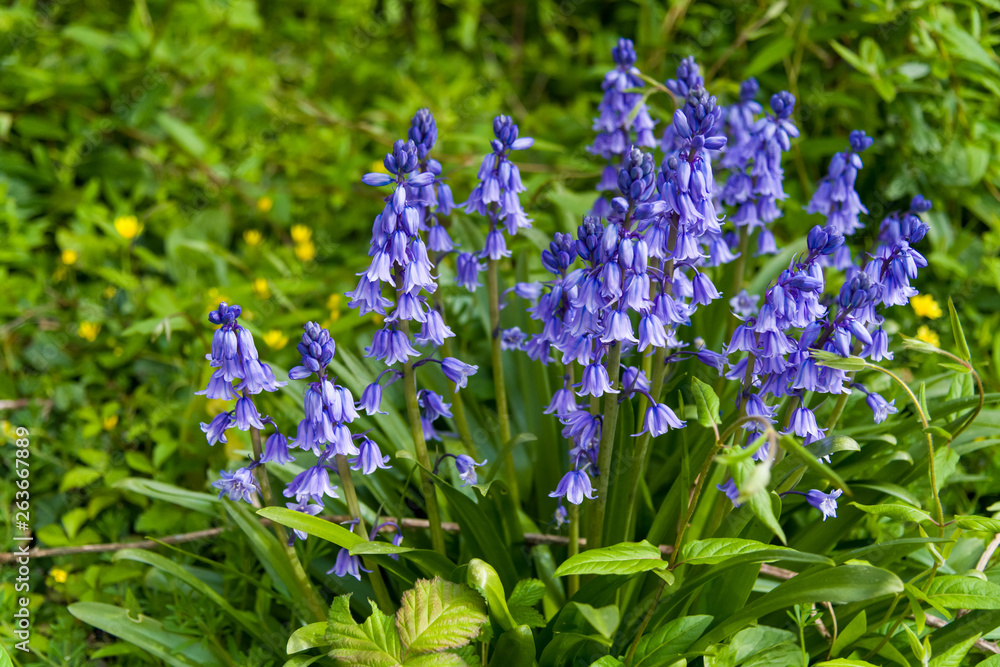 Obraz premium A clump of Bluebells in Spring