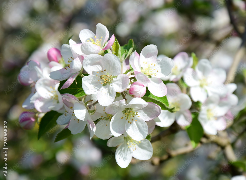 Apfelbaum - Blüte in Südtirol Apfelbaum - Blüte in Südtirol