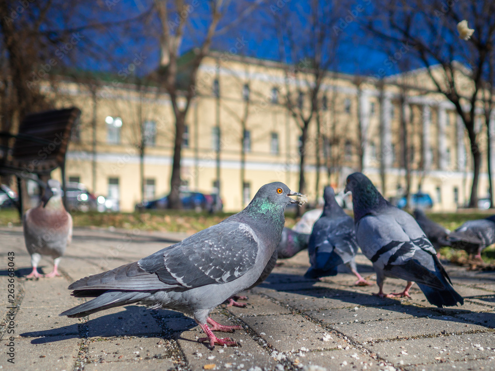 Fototapeta premium Pigeons on the sunny city street eat bread