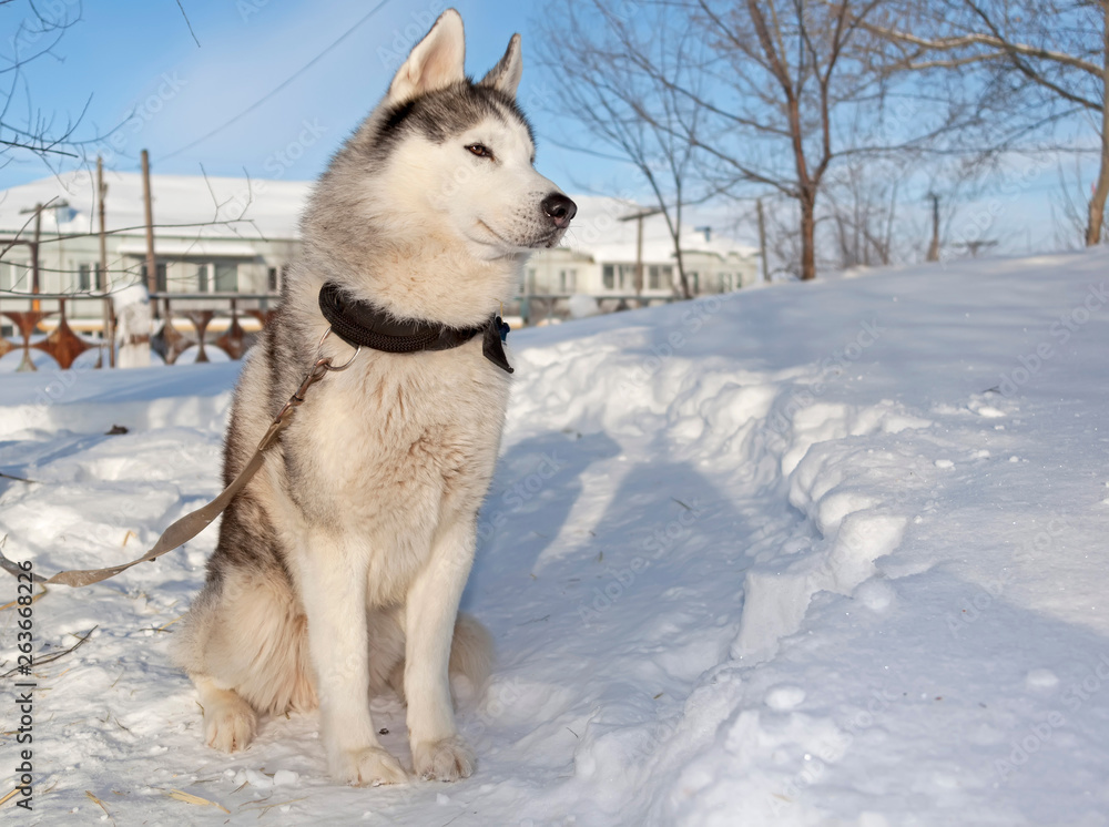 Sled dogs, Huskies and Malomuty, on the snow. Sled dogs, Huskies and Malomuty, on the snow.