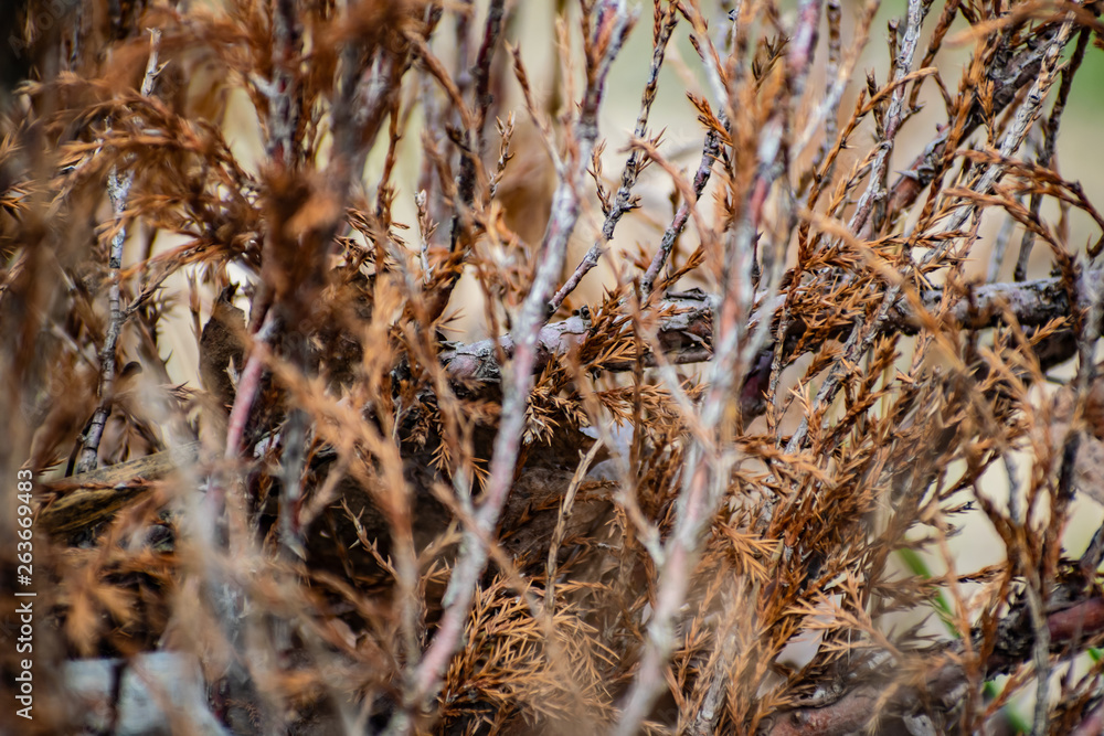 Fototapeta premium Many twigs of dry yellow-brown thuja Bush. Coniferous tree species in spring seasonal environment. Beautiful wonderful twigs.