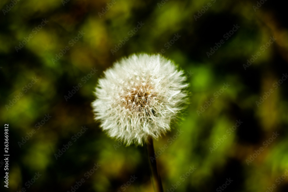 Dandelion Dandelion