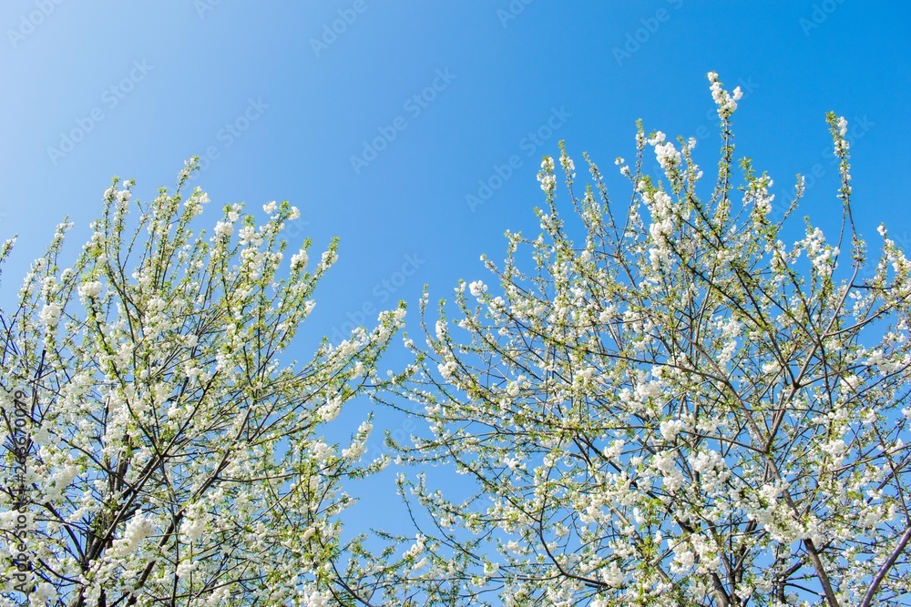 White wild cherry tree blossom. prunus shirotae mount fuji cherry.