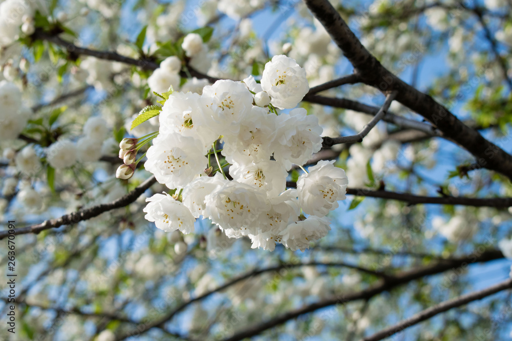 White wild cherry tree blossom. prunus shirotae mount fuji cherry.